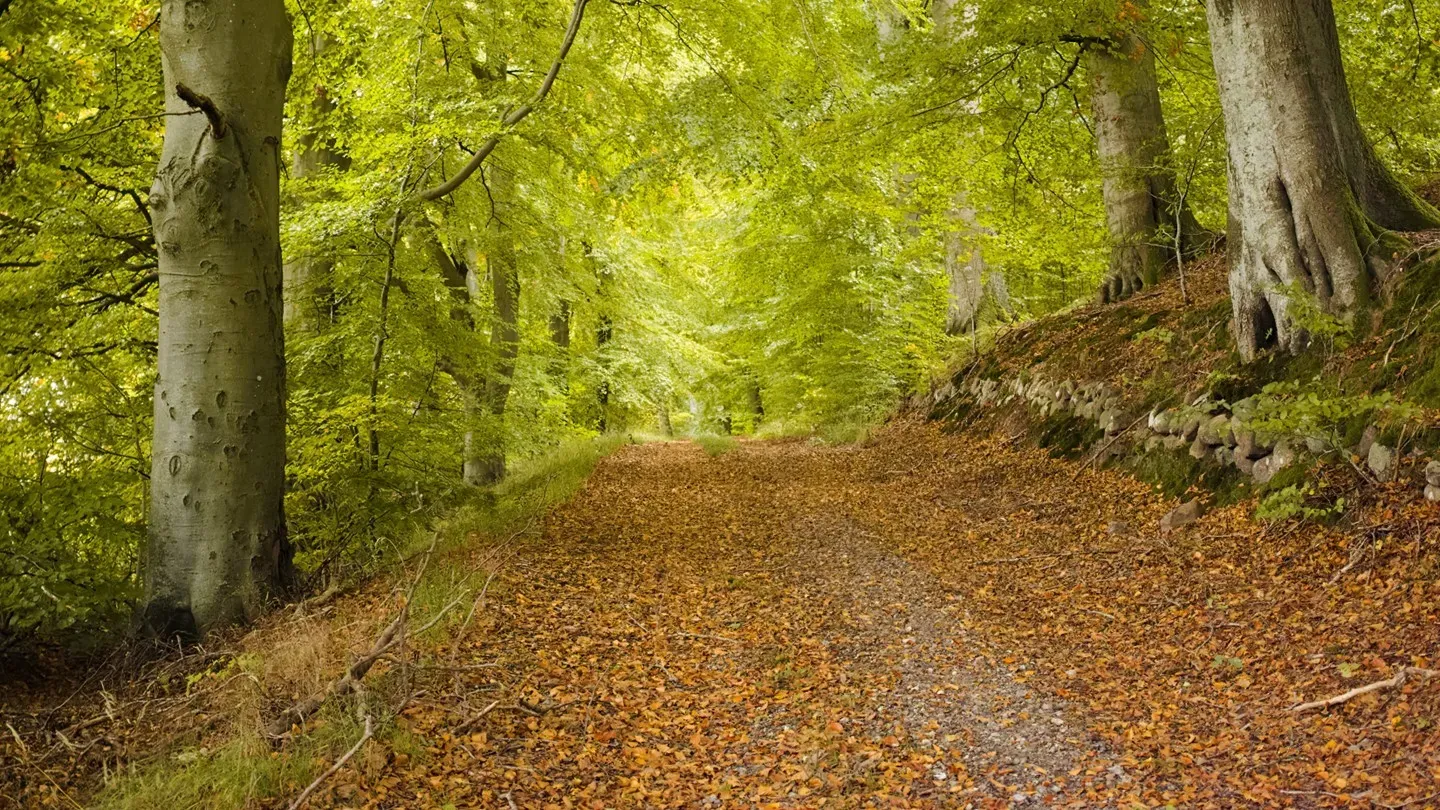 Fed rate cut does little for clarity on policy path