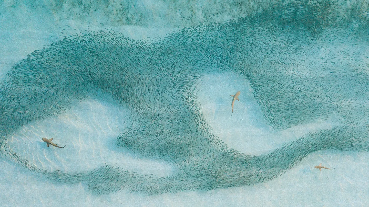 2026-01-19_our world in flux calls for energy sovereignty_teaser.png